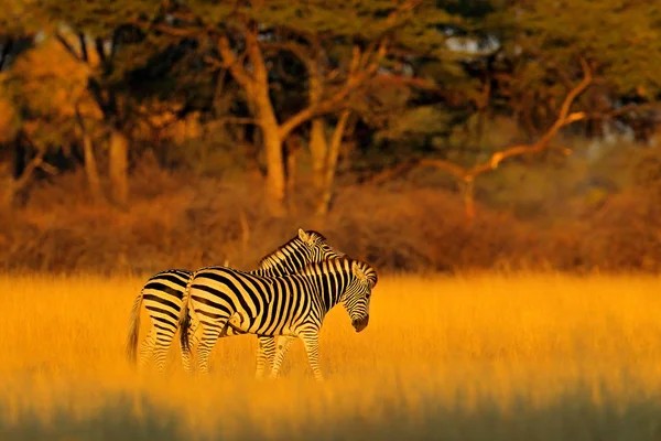 Zebra Stepowa Equus Quagga Siedlisko Przyrody Trawiasta Wieczorne Światło Park — Zdjęcie stockowe