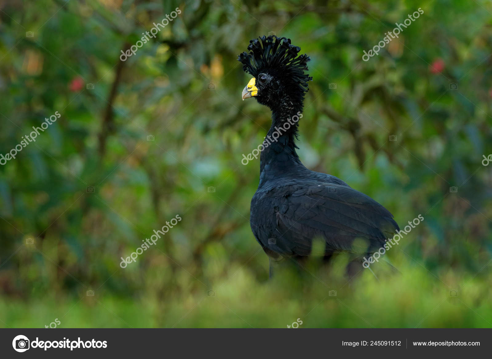 코스타리카의 서식지에서 노란색 부리를 라소입니다 우림의 풀밭의 — 스톡 사진 © OndrejProsicky #245091512, image size:1600x1166