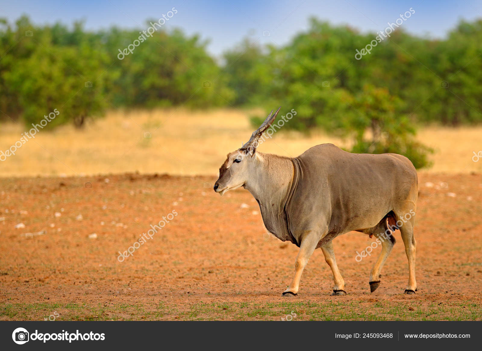 Eland Antilope Taurotragus Oryx Store Brune Afrikanske Pattedyr Naturen  Habitat — Stockfoto © OndrejProsicky #245093468, image size:1600x1167