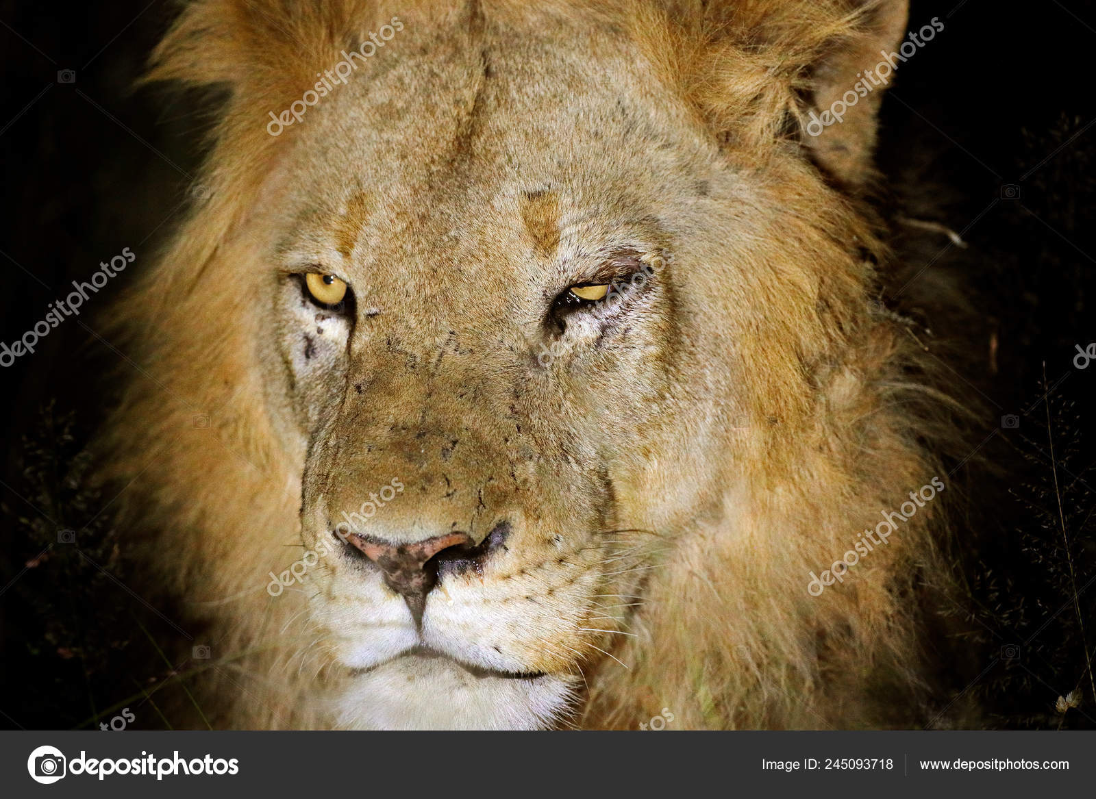 Flying Bird Prey Golden Eagle Large Wingspan Photo