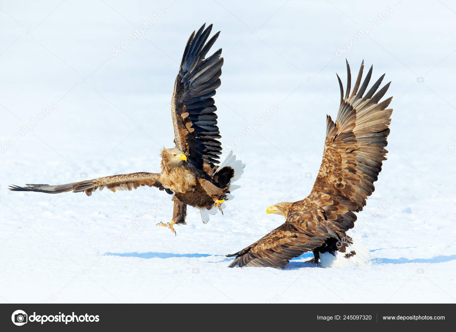 Winter Scene Two Birds Prey Flying White Tailed Eagle