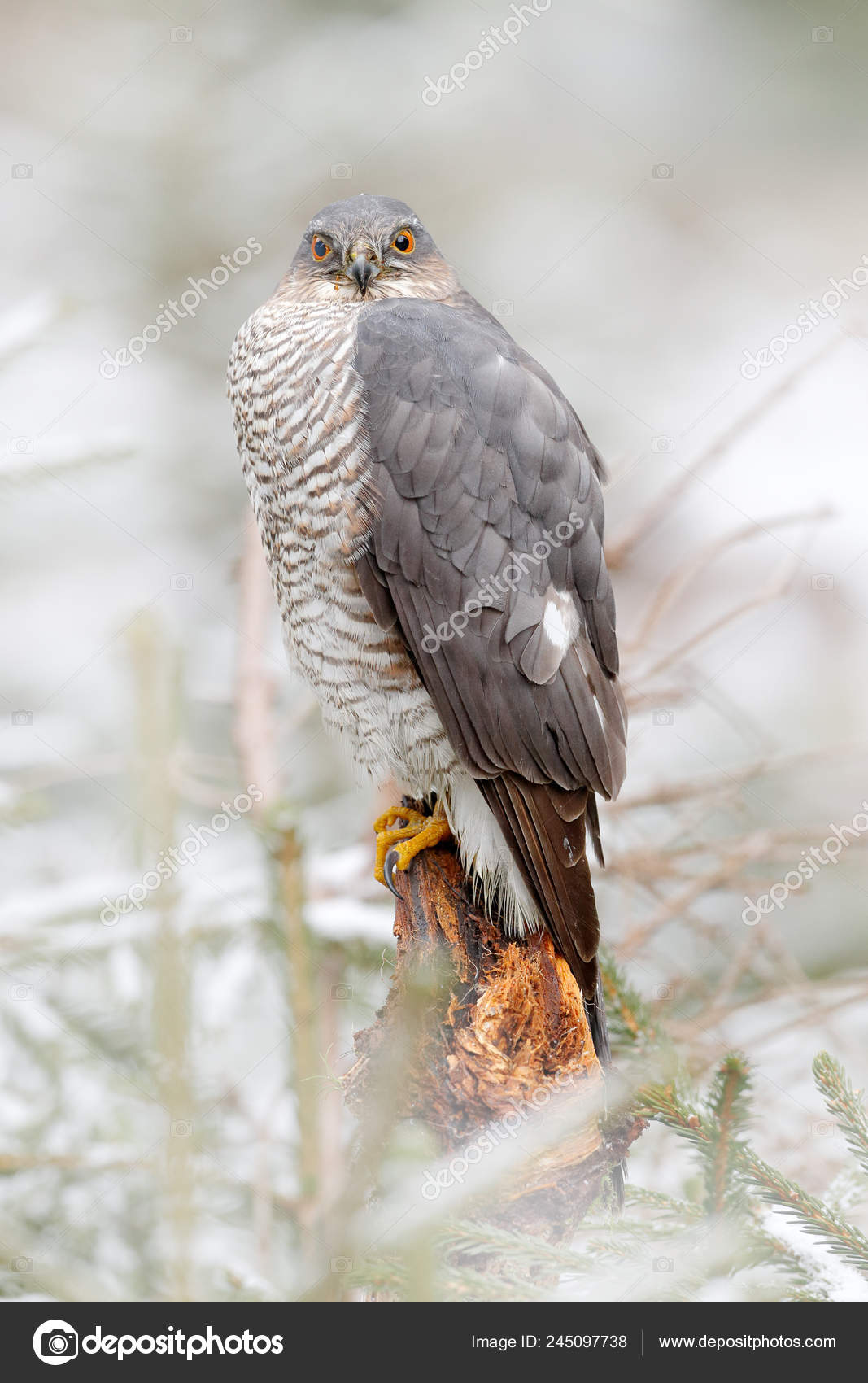 Eurasian Sparrowhawk Accipiter Nisus Sitting Snow Forest Caught Little  Songbird — Stock Photo © OndrejProsicky #245097738