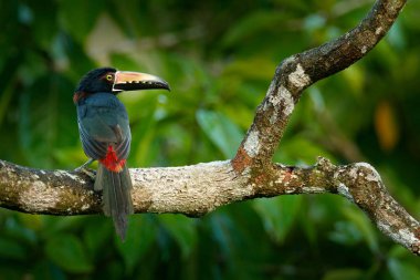 Small toucan Collared Aracari, Pteroglossus torquatus, bird with big bill. Toucan sitting on the branch in the forest, Boca Tapada, Costa Rica. Nature travel in central America. clipart