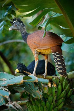 Büyük curassow, rubra, doğa orman Habitat, avuç içinde oturan kuşlar terk yeşil bitki örtüsü Crax çifti. Kosta Rika üzerinden Curassow. Tropik Orman Habitat, Amerika iki hayvan.
