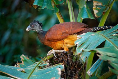 Büyük kuşu büyük curassow, avuç içinde oturan hayvan doğa orman Habitat Crax rubra yeşil bitki örtüsü bırak. Kosta Rika üzerinden Curassow. Tropik Orman Habitat, Amerika iki hayvan.