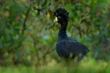 Büyük Curassow, Crax Rubra, Kosta Rika 'da sarı gagalı büyük siyah kuş. Tropik ormandan vahşi yaşam sahnesi. Yeşil çimenlikteki kahverengi kuş, tropik doğa. Orman kuşu.