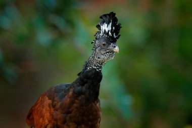 Büyük Curassow, Crax Rubra, Kosta Rika 'da sarı gagalı büyük siyah kuş. Tropik ormandan vahşi yaşam sahnesi. Yeşil çimenlikteki kahverengi kuş, tropik doğa. Orman kuşu.