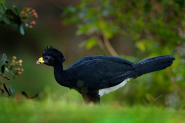 Büyük Curassow, Crax Rubra, Kosta Rika 'da sarı gagalı büyük siyah kuş. Tropik ormandan vahşi yaşam sahnesi. Yeşil çimenlikteki kahverengi kuş, tropik doğa. Orman kuşu.