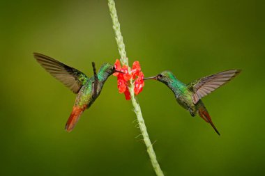 İki kuş kırmızı çiçek. Kızıl kuyruklu sinekkuşu, Amazilia tzacatl, yanındaki güzel kırmızı gül hibiscus çiçek yeşil arka planlı, kuştan dağ doğa ortamlarında uçan kuş.