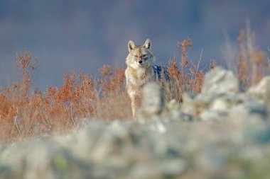 Çakal taş hill habitat üzerinde. Altın çakal, çim ve srtone, Bulgaristan, Avrupa'nın Canis aureus. Vahşi hayatından Balkan. Açık ağız, doğadan vahşi köpek davranış sahne.