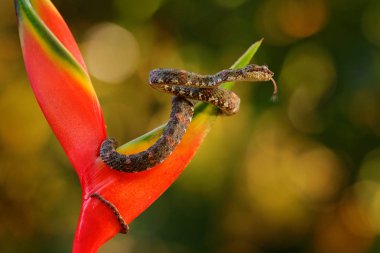 Kirpik Palm kesimlerinde, kırmızı kır çiçeği üzerinde Bothriechis schlegeli-bulunan çukur engerek. Tropik ormandaki yabani hayvanlar ve bitkiler sahne. Orta Amerika'da yılanla çiçek. Yaban hayatı. Zehir tehlike engerek yılanı Kosta Rika. 