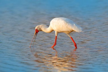Afrika kaşık faturası, Platalea alba, Okavango deltasından Ibis, Moremi, Botswana, Afrika. Nehir suyunda kuş avı. Kırmızı gagalı beyaz kaşık gagalı, doğal ortamında. Vahşi yaşam doğası.