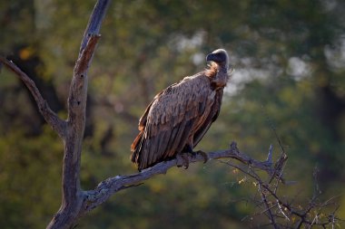 Cape griffon akbaba, Gyps coprotheres, ağaç dalı mavi gökyüzü ile oturan bir yırtıcı kuş. Doğa, Okavango Deltası, Moremi, Botswana Afrika yaban hayatı sahne. Doğa habita akbaba