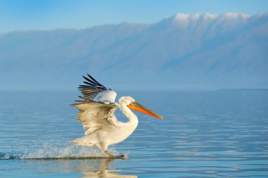 Tepeli pelikan, Lake Kerkini, Yunanistan'da Pelecanus crispus. Mavi su yüzeyinde Palican. Yaban hayatı sahne Europe doğadan. Dağ arka planda kuşla. 