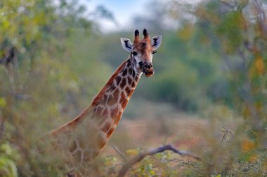 Zürafa turuncu ve yeşil Sonbahar bitki örtüsü içinde gizli. Zürafalar kafasından orman, Kruger National Park, yaban hayatı. Yeşil sezon Afrika. Afrika. 