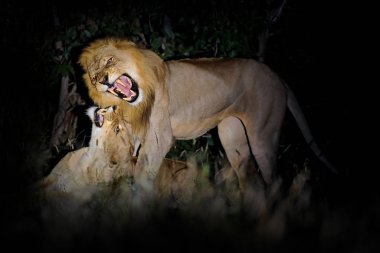 Aslan seviyorum, Panthera leo bleyenberghi, eylem sahne Kruger National Park, Afrika çiftleşme. Doğa ortamlarında, erkek ve dişi karanlık gece içinde hayvan davranış. Kediler, açık namlu. Gece safarisi.