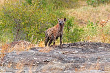 Spotted hyena, Crocuta crocuta, on grey stone mountain. Animal behaviour from nature, wildlife in Kruger National Park, Africa. Hyena in savannah habitat. clipart