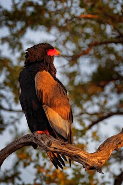 Bateleur kartal, Terathopius ecaudatus, kahverengi ve siyah bir yırtıcı kuş doğa ortamlarında şube, Kenya, Afrika üzerinde oturuyor. Yaban hayatı sahne doğadan.