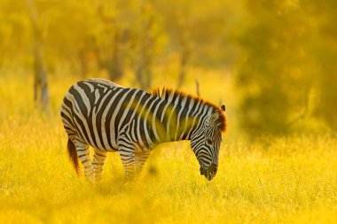 Ovalar zebra, Equus quagga ışık, Kruger National Park, Güney Afrika akşam çimenli doğa ortamlarında. Yaban hayatı sahne Afrika doğadan. Zebra günbatımı ağaçlar ile.