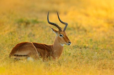 Afrika yaban hayatı gün batımı. Akşam güneşi ile çim güzel Impala. Hayvan doğa yaşam alanı, Kruger Np, Güney Afrika.