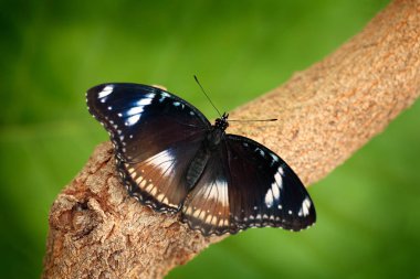 Kelebek Doğa Orman habitat, Endonezya, Asya.