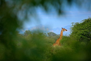 Yeşil bitki örtüsü gizli zürafa. Yeşil bitki örtüsü gizli zürafa. Doğadan yaban hayatı sahne. Akşam ışığı ormanda, Afrika. Büyük hayvan arka plan, mavi gökyüzünde Dağı.