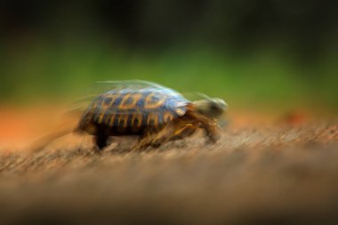 Turtle taşıyarak, kaydırma. Leopar kaplumbağa, turuncu çakıl yolda Stigmochelys pardalis. Yeşil Kaplumbağa habitat, Kruger Np, Güney Afrika orman. Kaplumbağa, yaban hayatı sahne doğadan.