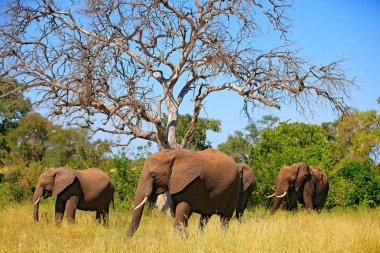 Doğadan yaban hayatı sahne. Büyük hayvanlar ile göl. Bir sürüsü onların şort, Kruger Np, Güney Afrika kaldırma nehirden içme Afrika. Büyük ağaç mavi gökyüzü ile.