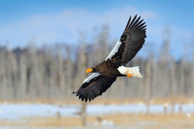 Steller'ın deniz kartal, Haliaeetus pelagicus, orman arka plan, Hokkaido, Japonya ile yırtıcı kuş uçan. Doğa Dağ habitat ile kartal.