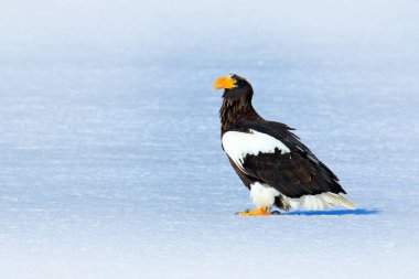 Steller'ın deniz kartal, Haliaeetus pelagicus, beyaz kar, Hokkaido, Japonya ile kuş. Yaban hayatı eylem davranış sahne doğadan.