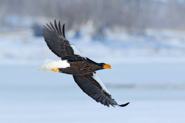Steller'ın deniz kartal, Haliaeetus pelagicus, orman arka plan, Hokkaido, Japonya ile yırtıcı kuş uçan. Doğa Dağ habitat ile kartal.