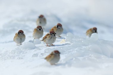 Buz üzerinde kuş grubu. Soğuk kış hayvanlarla. Songbird ağaç Sparrow, Passer montanus, kış aylarında kar, buz üzerinde oturuyor. Yaban hayatı sahne doğadan.