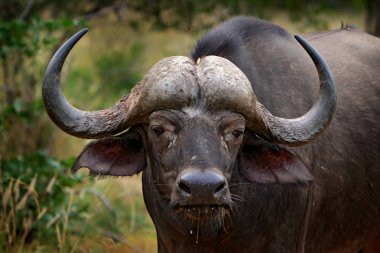 Detail of bull horny head in savannah, Kruger National Park, South Africa. Wildlife scene from African nature. Brown fur of big buffalo. Horn on the big bull head. Close-up portrait. clipart