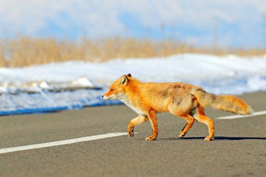 Kızıl Tilki, Vulpes vulpes, yol geçiş. Vahşi doğadan hayvan sahne. Kasaba ve hayvan ile kentsel yaban hayatı. Turuncu tilki kışın, Japonya.