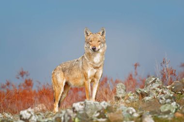 Vahşi kurt, doğa ortamlarında Canis lupus. Taş Hill, yüz güzel hayvan kaya, Rodop dağ Bulgaristan başvurun. Doğadan yaban hayatı sahne. Predator, güzel kurt portresi.