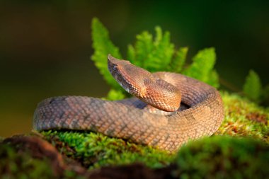 Porthidium nasutum, Rainforest Hognosed Pitviper, brown danger poison snake in the forest vegetation. Forest reptile in habitat, on the ground in leaves, Costa Rica. Widllife in Central America.  clipart