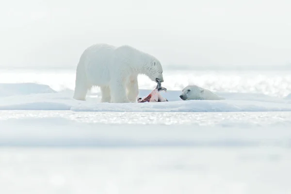 White polar bear on drifting ice with snow feeding on killed seal, skeleton and blood, Svalbard, Norway. Bloody nature and big animal behaviour in the Arctic. Two polar bears in the water, white ice.