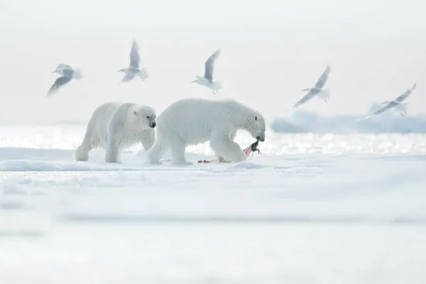 Two polar bears with killed seal. White bear feeding on drift ice with snow, Svalbard, Norway. Bloody nature with big animals. Dangerous animal with carcass of seal. Arctic wildlife, animal feeding behaviour.