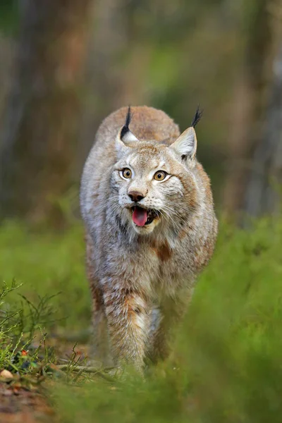 Yeşil Ormandaki Luchs Doğadan Vahşi Yaşam Sahnesi Avrasya Vaşağı Yürüyüşü — Stok fotoğraf