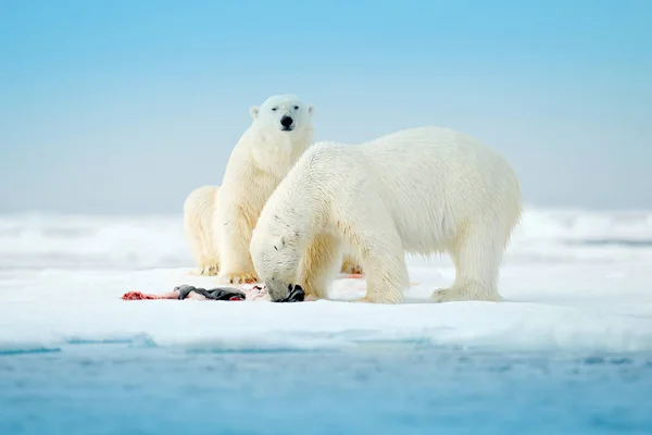 Two polar bears with killed seal. White bear feeding on drift ice with snow, Svalbard, Norway. Bloody nature with big animals. Dangerous animal with carcass of seal. Arctic wildlife, animal feeding behaviour.