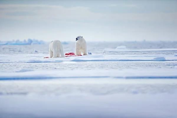 Två Isbjörnar Med Dödade Sigill White Bear Utfodring Drivis Med — Stockfoto