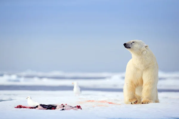 ホッキョクグマは殺されたシール 白熊流氷雪 スバールバル諸島 ノルウェーでの給餌 大きな動物と血まみれの自然 シールの死骸と危険な動物は 北極の野生動物 動物の摂食行動 — ストック写真