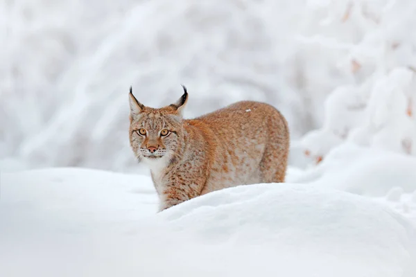 雪と森のウォーキング 野生の猫をヨーロッパオオヤマネコ 冬の自然から野生動物のシーン 生息地 冷たい状態でかわいい大きな猫です 美しい動物の野生のオオヤマネコ ドイツと雪に覆われた森 — ストック写真