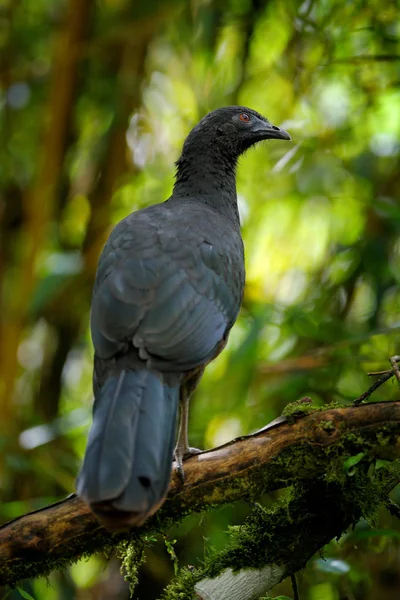 Black Guan Chamaepetes Unicolor Portrait Dark Tropical Bird Blue Bill — Stock Photo, Image
