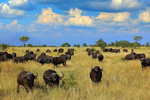 Herd of African buffalo on the meadow, big animal in the nature habitat in Botswana, Africa. African landscape with big grey animal and beautiful blue sky with clouds. Bull in yellow grass