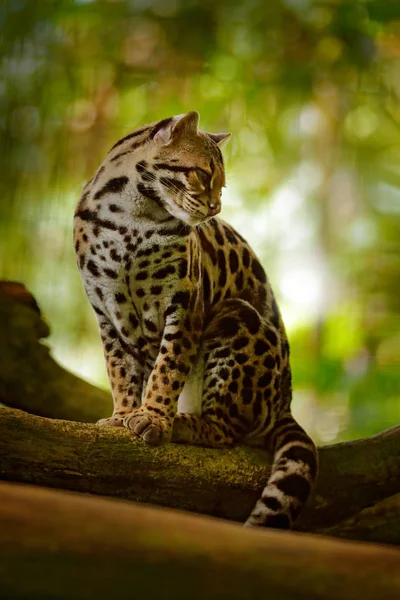 Vida Selvagem Costa Rica Bonito Gato Margay Sentado Ramo Floresta — Fotografia de Stock
