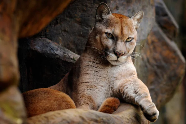 Gato Grande Selvagem Cougar Puma Concolor Retrato Escondido Animal Perigoso — Fotografia de Stock