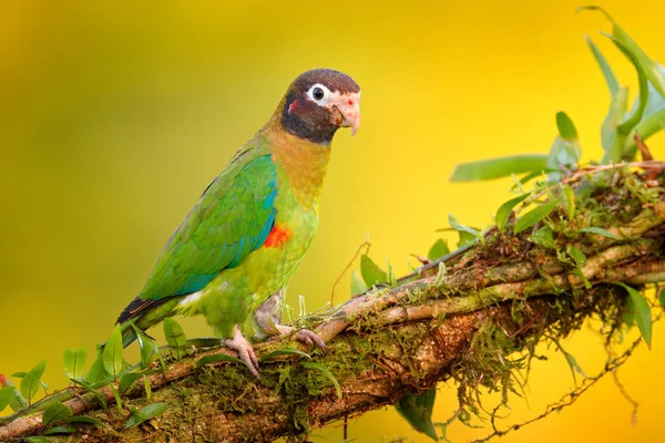 Brown Hooded Parrot Pionopsitta Haematotis Portrait Light Green Parrot Brown — Stock Photo, Image