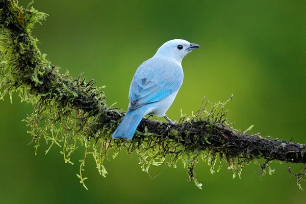 Blue-gray tanager on mossy branch in green vegetation with yellow flowers.. Light blue bird from jungle. Cute bird from Costa Rica, America. Wildlife scene from nature.