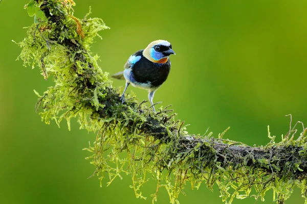 Aranykapucnis Tanager Tangara Larvata Egzotikus Trópusi Kék Madár Aranyfejjel Costa — Stock Fotó